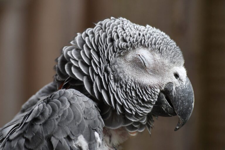 parrot, african grey parrot, nature-7527071.jpg